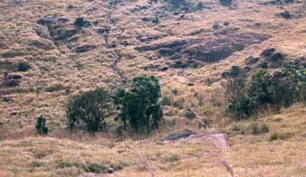 Last stand of sholas at Ponmudi
