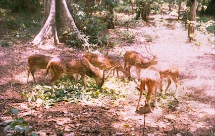 Spotted Deers at Thenmala