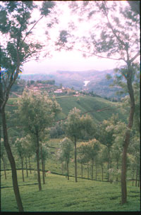 Tea plantations at Munnar