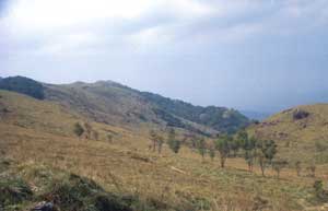 Receding sholas of Ponmudi